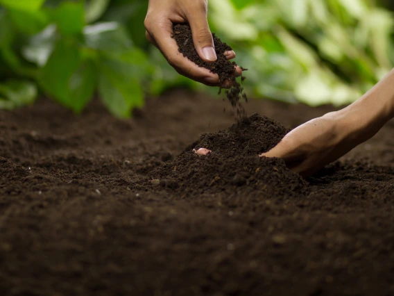 Hands touching soil garden