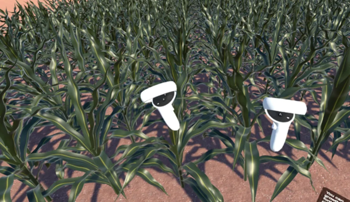 A virtual reality representation of sorghum plants created by VR-Bio-Talk