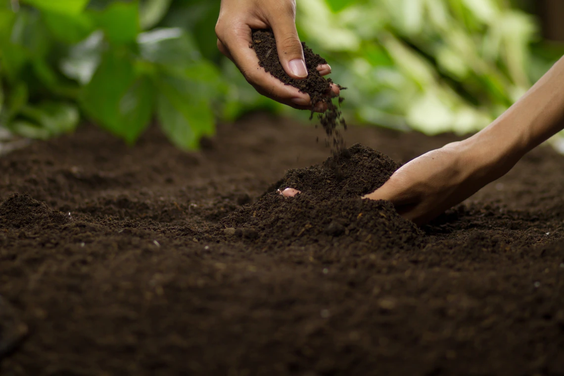 Hands touching soil garden